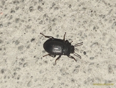 Blapstinus