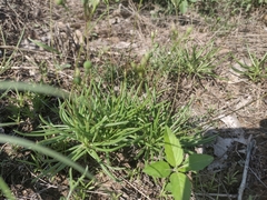 Phemeranthus parviflorus