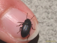 Blapstinus