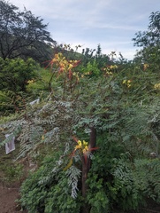 Erythrostemon gilliesii