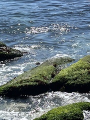 Arenaria melanocephala