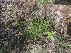 Phemeranthus parviflorus