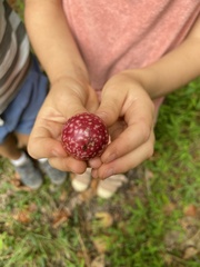 Amphibolips quercusjuglans