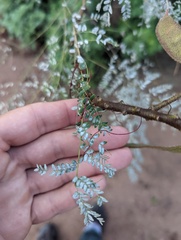 Erythrostemon gilliesii