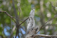Nyctibius jamaicensis
