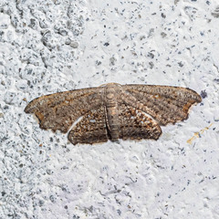 Epipleminae