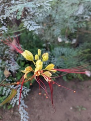 Erythrostemon gilliesii