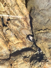 Littorina