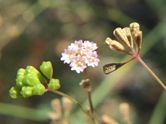 Boerhavia erecta