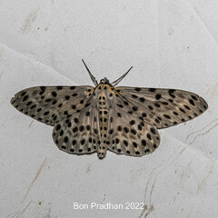 Percnia