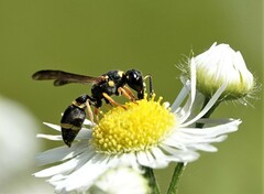 Parancistrocerus perennis