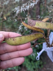 Erythrostemon gilliesii