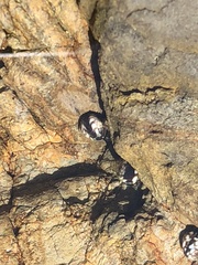 Littorina