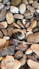 Pasimachus californicus