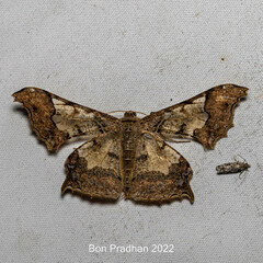 Krananda semihyalina