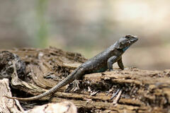 Sceloporus consobrinus