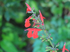 Salvia coccinea