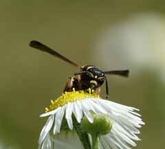 Parancistrocerus perennis