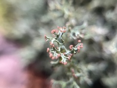 Cladonia furcata