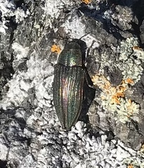 Buprestis aurulenta