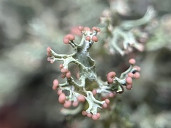 Cladonia furcata