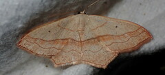Scopula imitaria