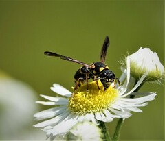 Parancistrocerus perennis