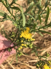 Euthamia occidentalis