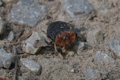 Oiceoptoma thoracicum