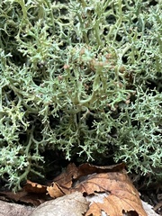 Cladonia furcata