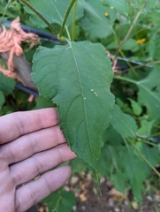 Helianthinae