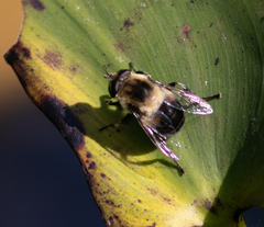 Eristalis anthophorina
