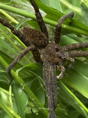 Dolomedes vittatus