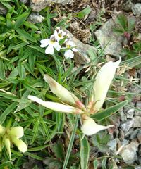 Trifolium polyphyllum