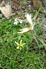 Trifolium polyphyllum
