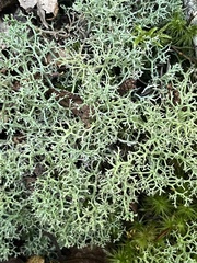Cladonia furcata