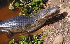 Caiman yacare