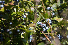 Vaccinium corymbosum