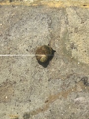 Littorina