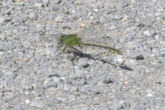 Ophiogomphus cecilia