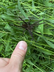 Dolomedes vittatus