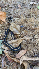 Thamnophis ordinoides