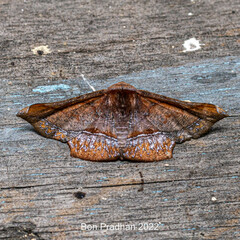 Fascellina porphyreofusa