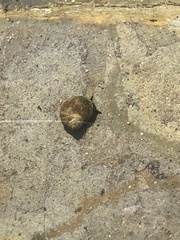 Littorina
