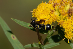 Ancistrocerus adiabatus