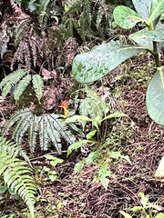 Columnea