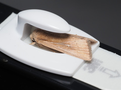 Mythimna unipuncta