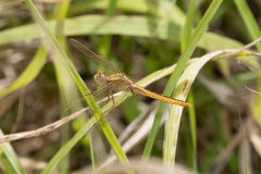 Crocothemis nigrifrons