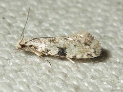 Nemapogon auropulvella