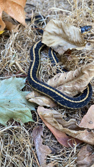 Thamnophis ordinoides